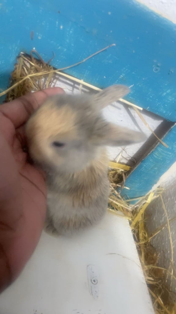 Bunnys ready to leave now 