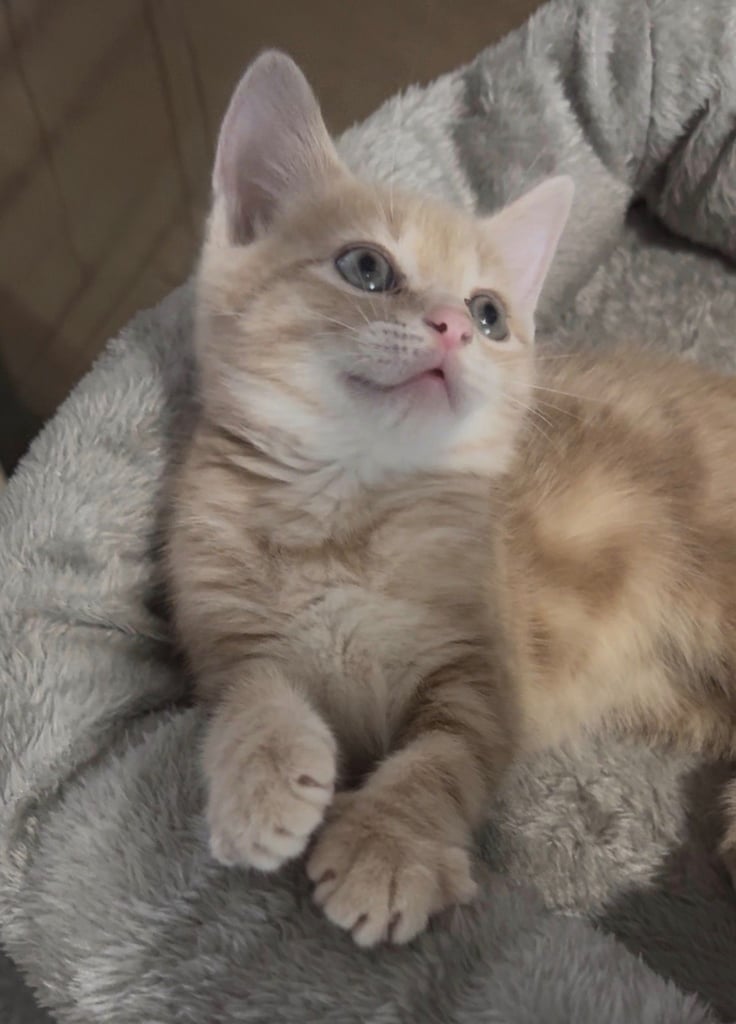 Kitten British shorthair mix , 10 weeks old 