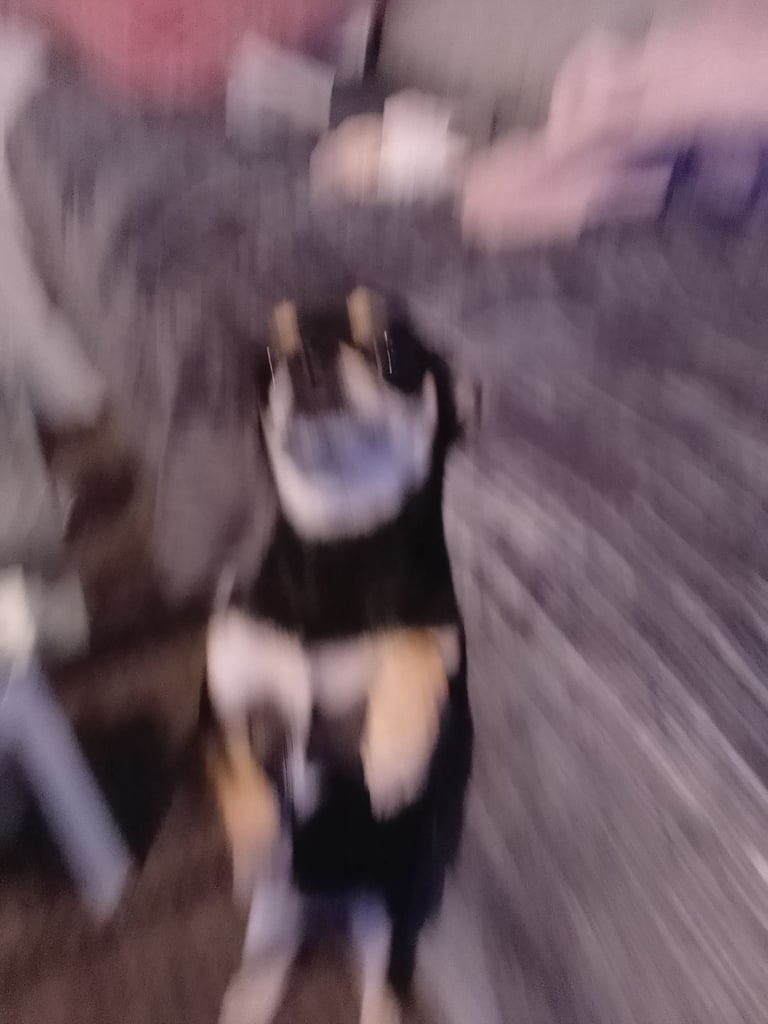 Chihuahua 