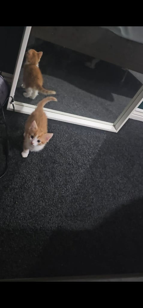 image for Ginger and calico kittens 