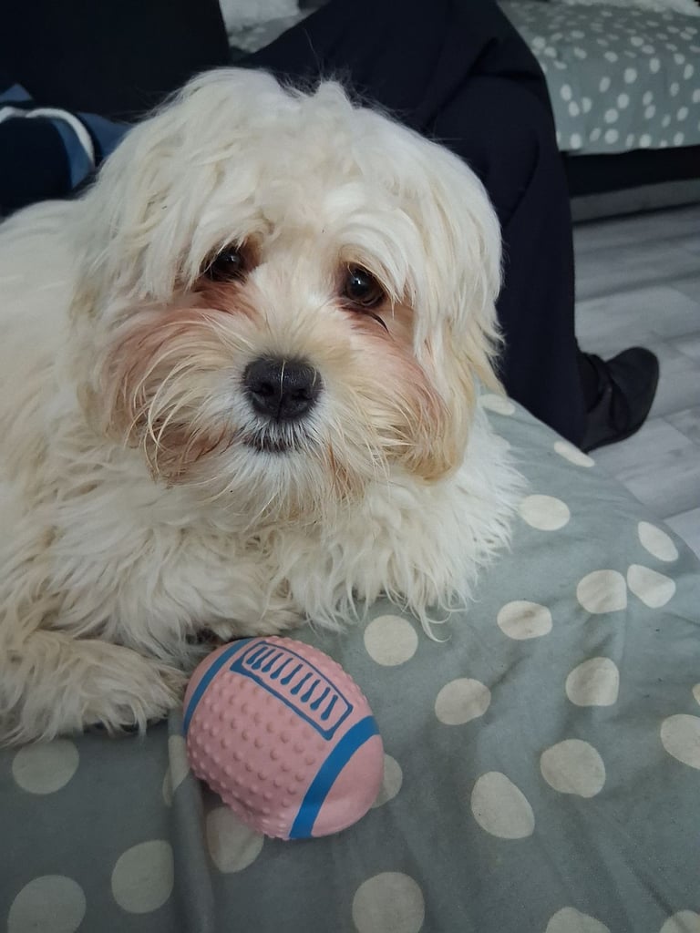 image for Shih-Poo 