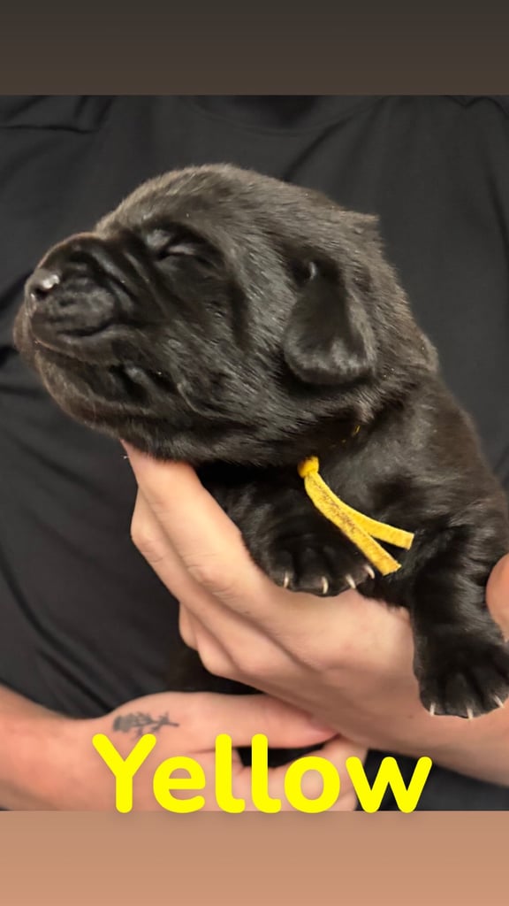 3 black KC Labradors available 