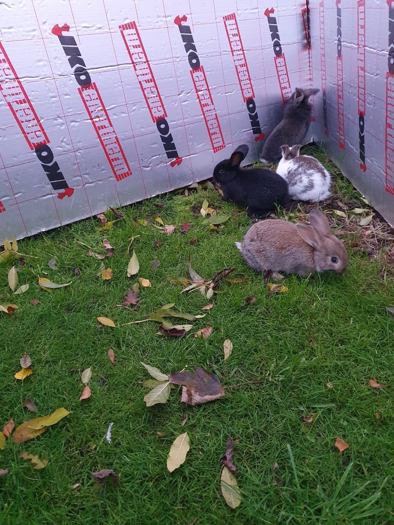 Rabbits for sale