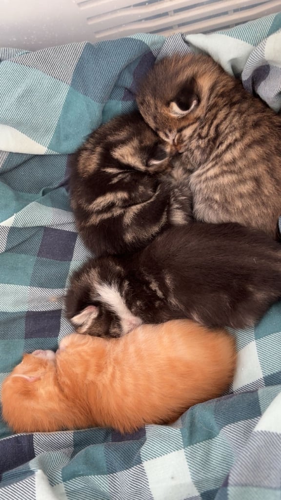 Kittens for sale 