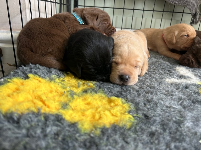 3 Labrador puppies left 