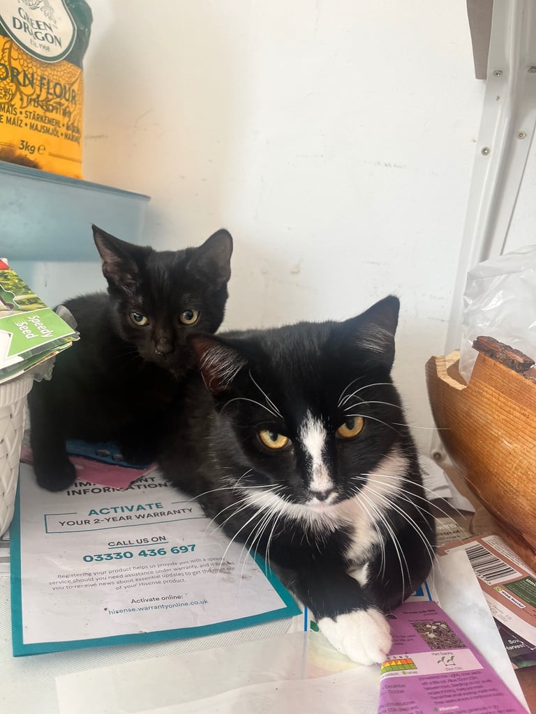 Kitten & cats for sale 