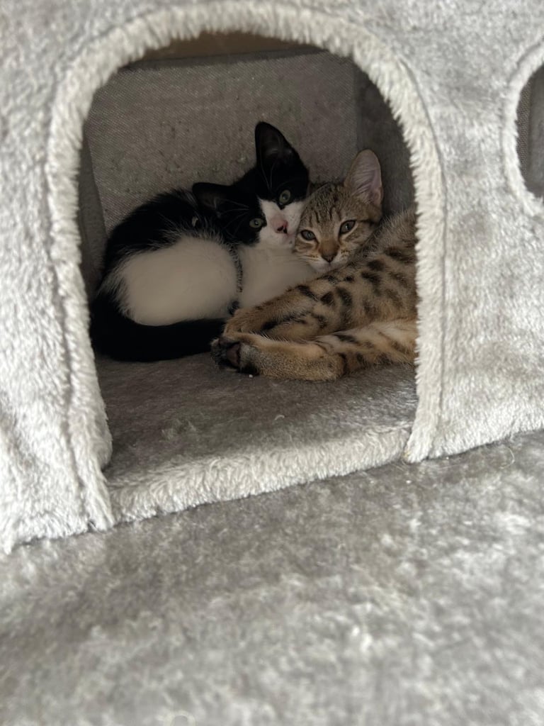 2 kittens for sale 