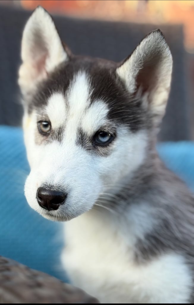Siberian husky puppies 