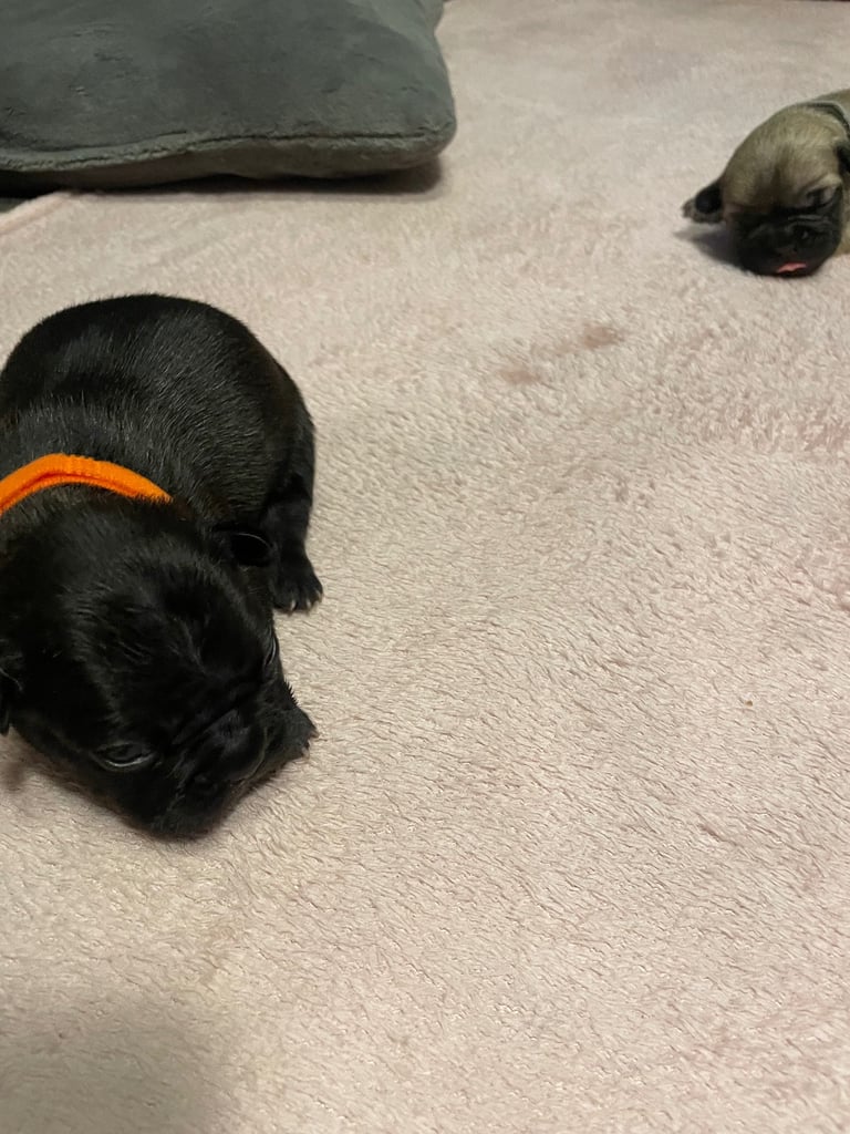 French bulldog puppies