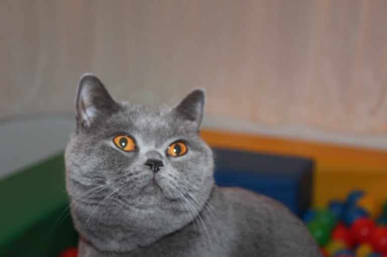 British short hair female 