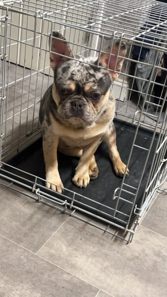 Beautiful French bulldog pups 