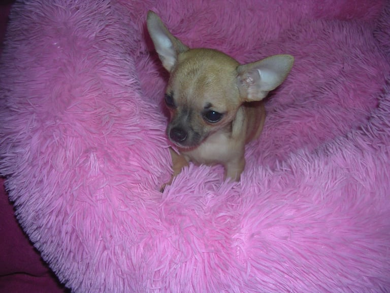 Full Breed Chihuahua puppies 1 Girl 2 Boys