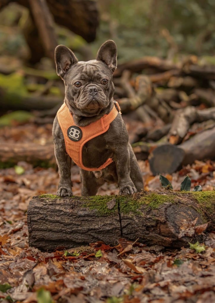 French bulldog puppies 