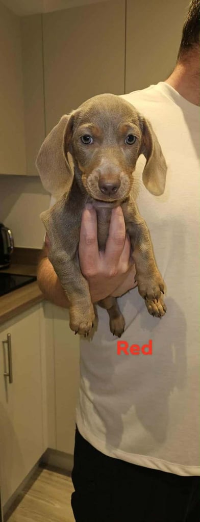 Isabella and tan miniature daschunds - Available now