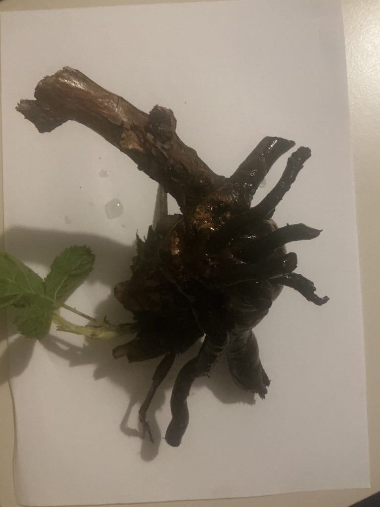 Blackberry Bare Root Ball Plant