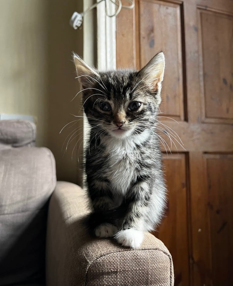 Beautiful kittens for sale £50 each