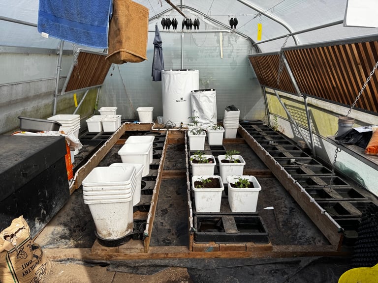 Haygrove polytunnel