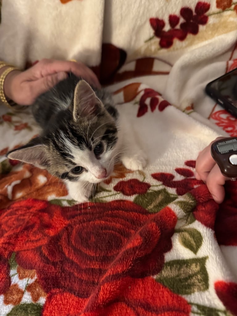 Kittens for sale