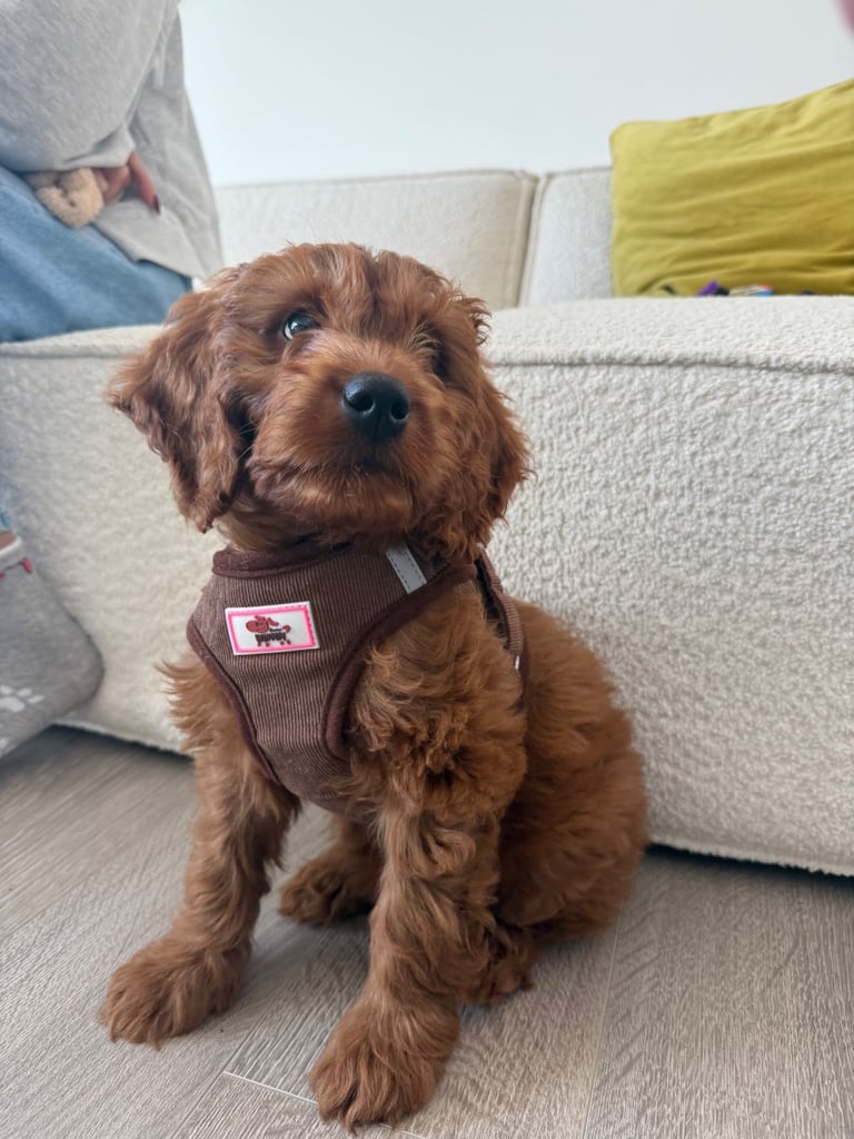 Labradoodle for sale - serious buyers only 
