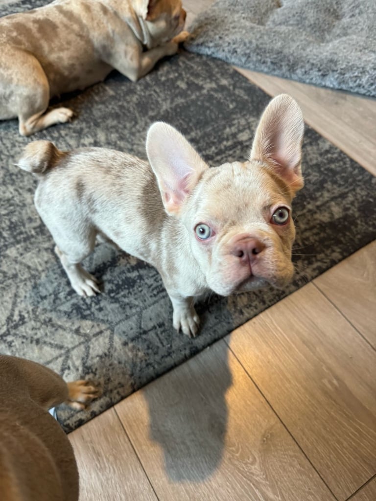  French Bulldog Isabella Merle 