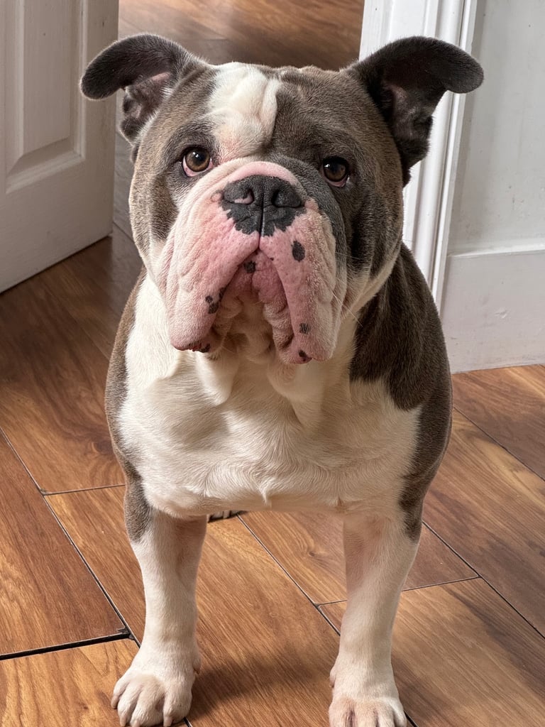 image for 5 year old bantam bulldog for sale 