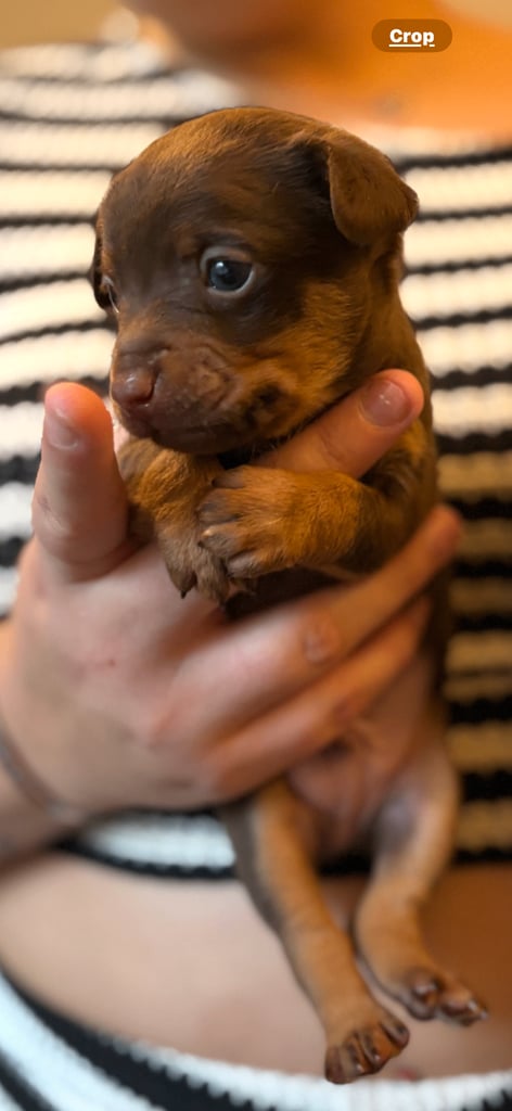 Chatterdale Puppies for sale