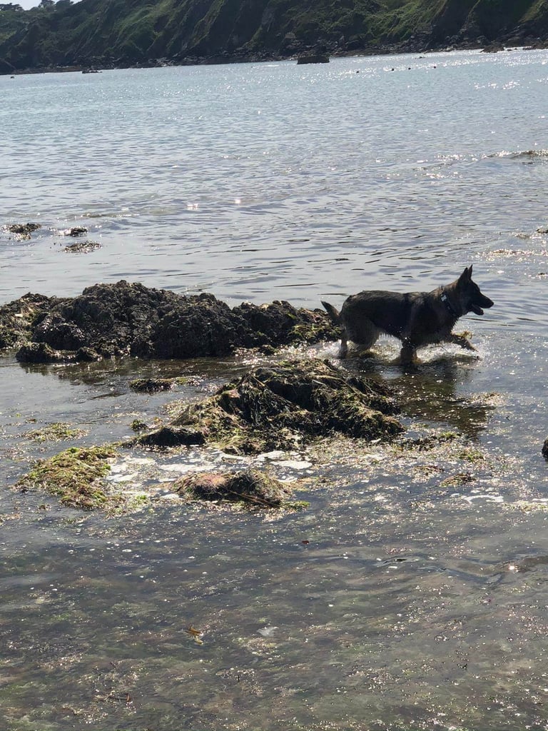 German Shepherd Puppies 