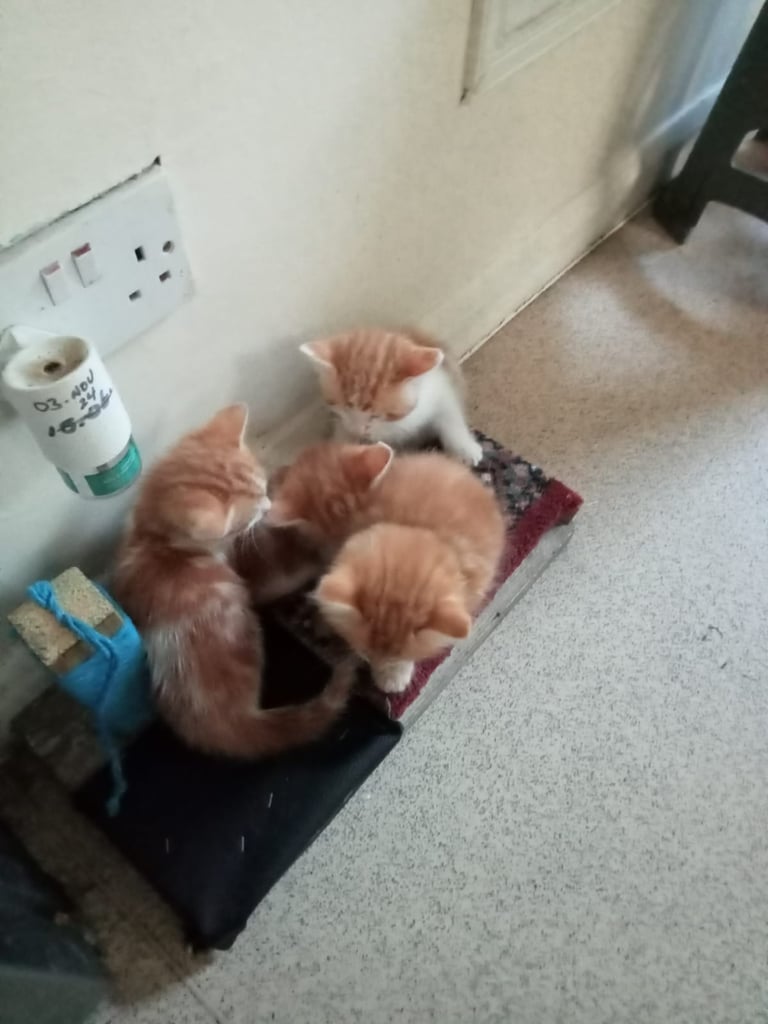 4 very beautiful,  adorable,  cute kittens for sale