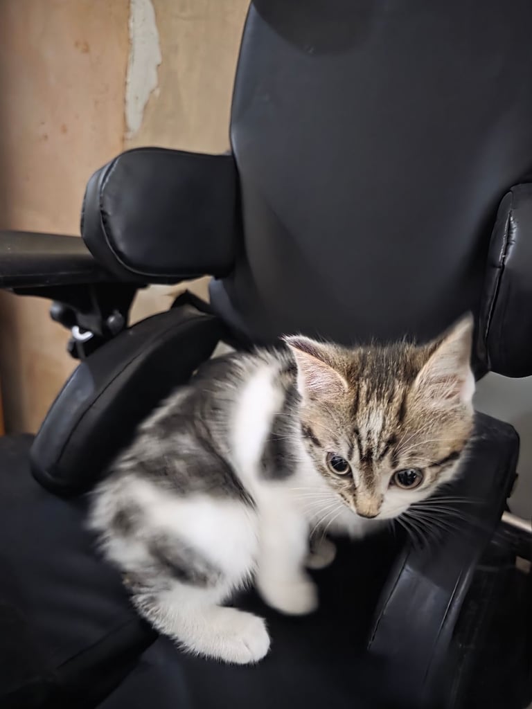 Kittens 