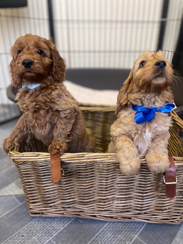 Red cockapoo puppies 