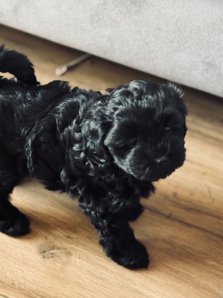 Ready Now only 2 stunning Shihpoo puppies Left!