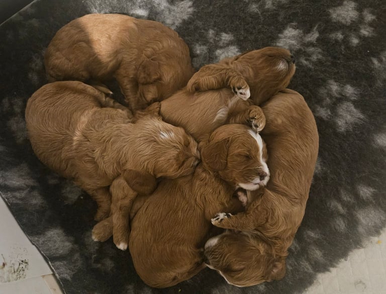 Extensively health tested Red F1B Cavapoo puppies 