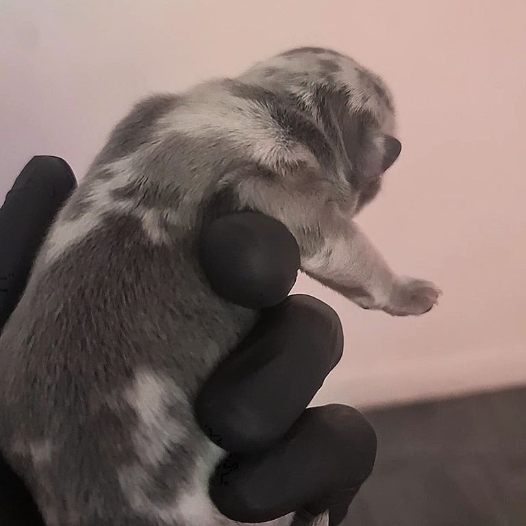 ✨15 Beautiful French Bulldog Puppies ✨