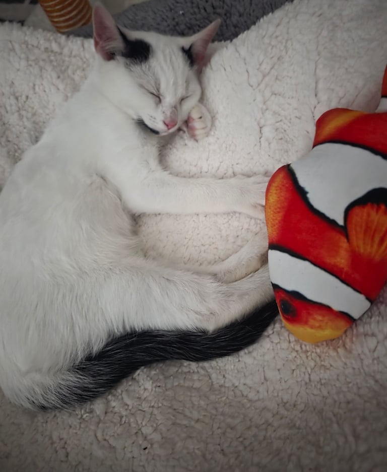 Kitten 