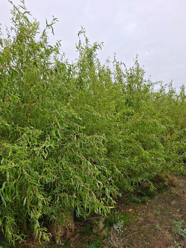 image for Twisted Willow trees 