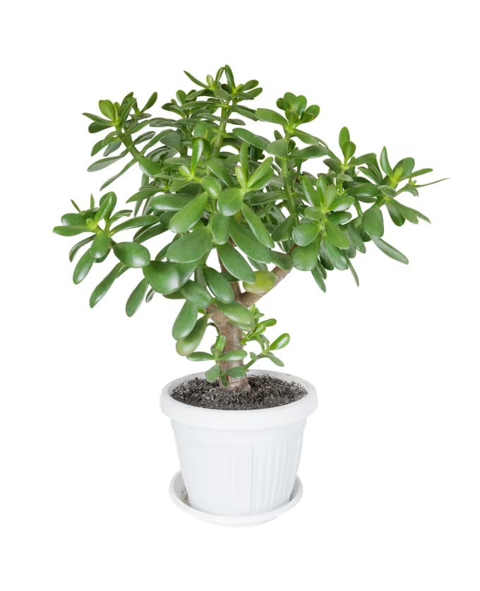 Uk propagated jade plant | baby Money Tree from leaf | LIMITED STOCK