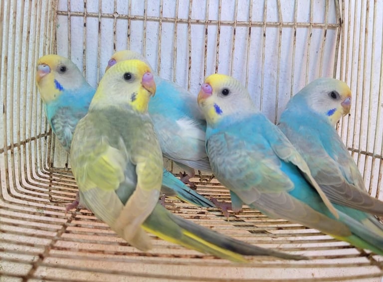 Adorable baby Budgies 