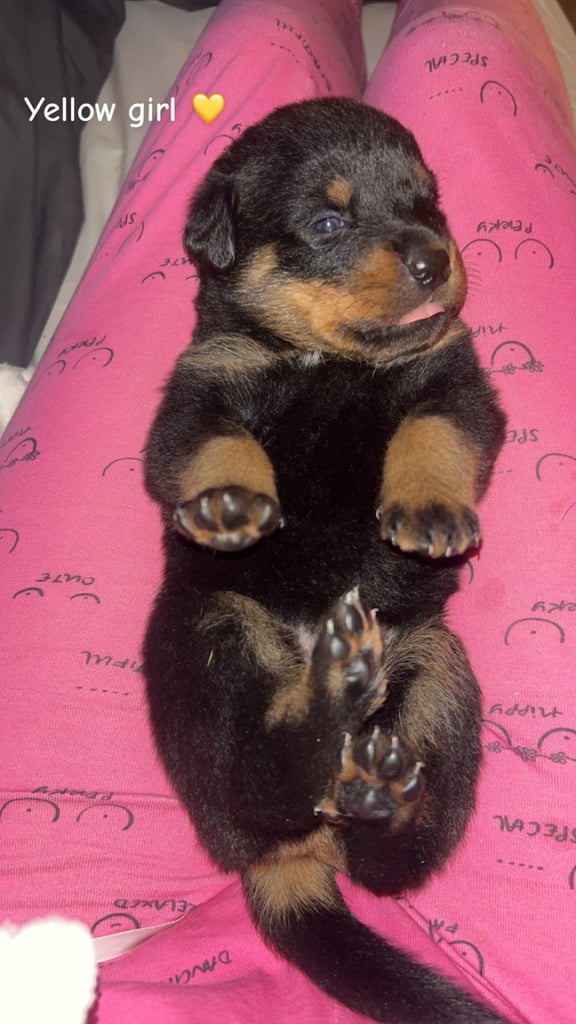 Beautiful Rottweiler pups