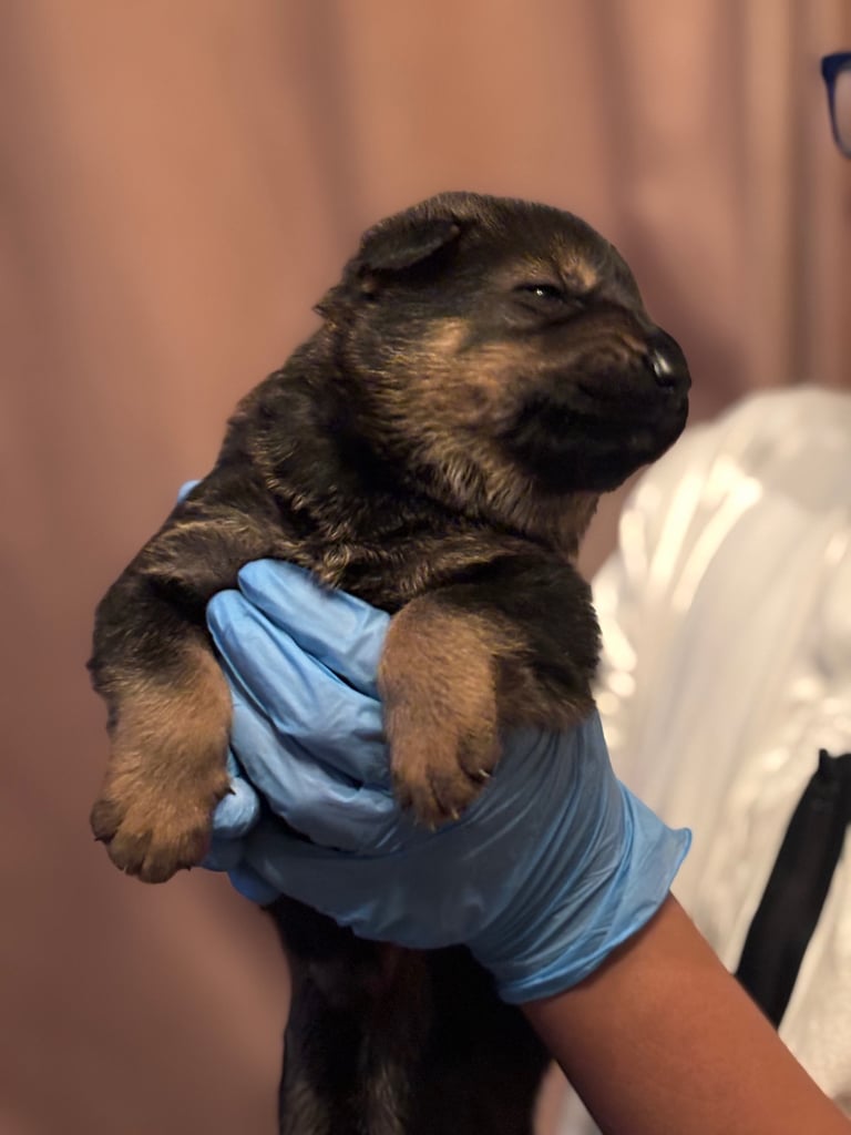 Shepherd x Chinese red dog (GSR puppies)