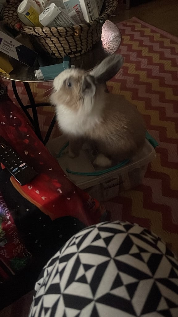 Selling Beautiful Blue eyed baby bunnies in pairs! Manchester based