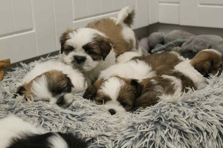 Shih Tzu puppies