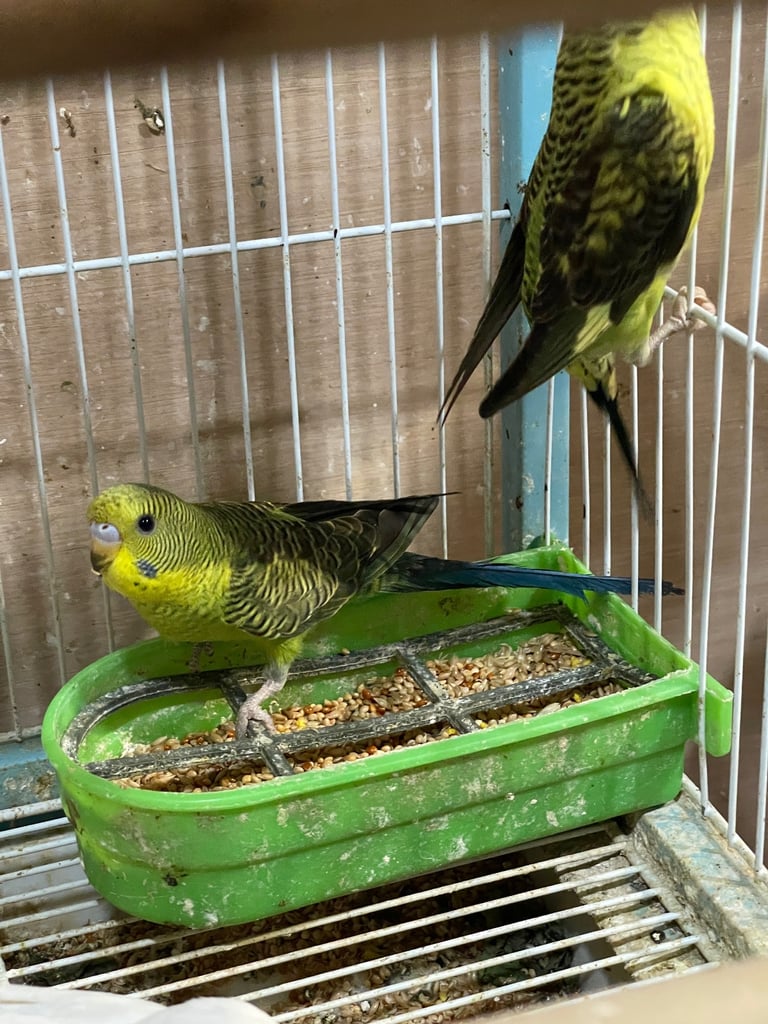 Budgies BW/Split BW