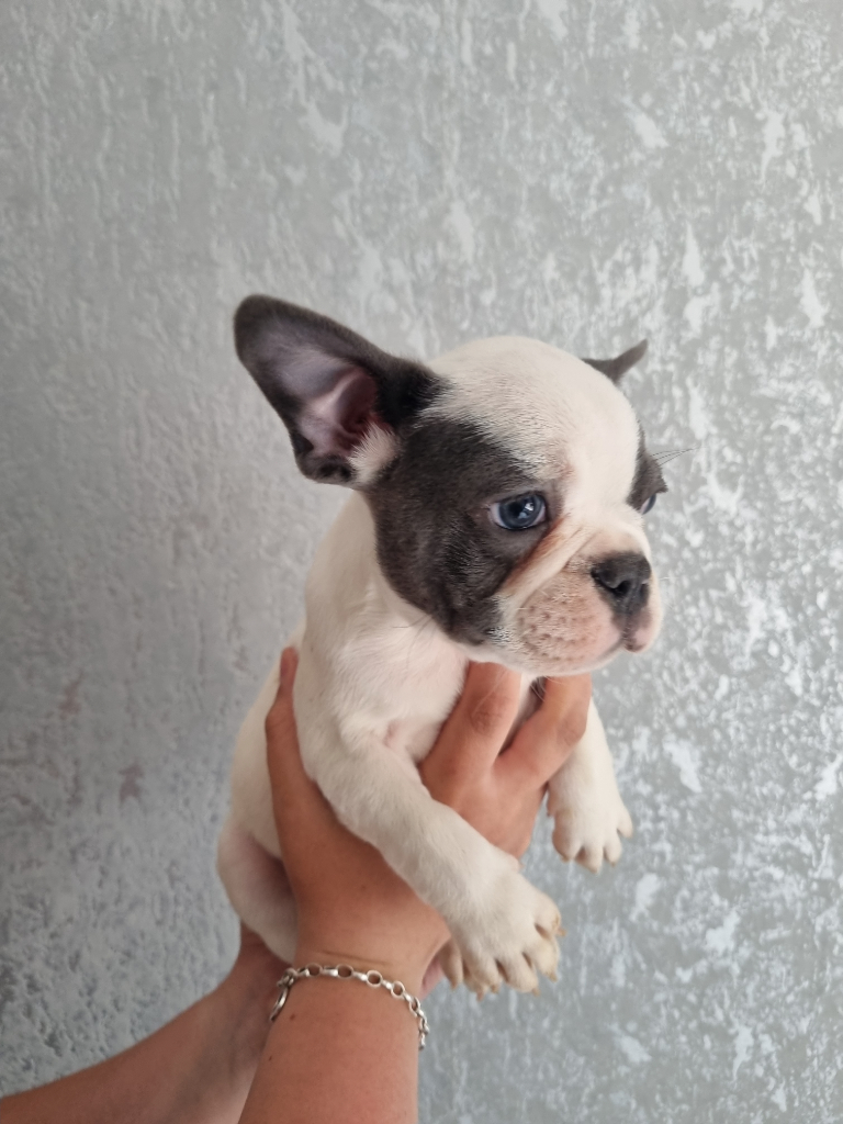 French bull dog puppies for sale