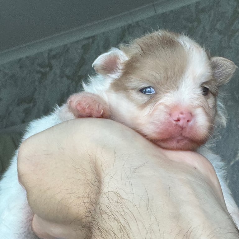 Fluffy and adorable Pomeranian puppies