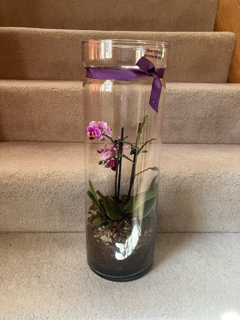 image for Orchid plant in very large glass vase. Collect Chichester 