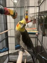 2 cockatiels with large and small cage