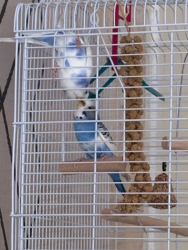 Male & female budgies