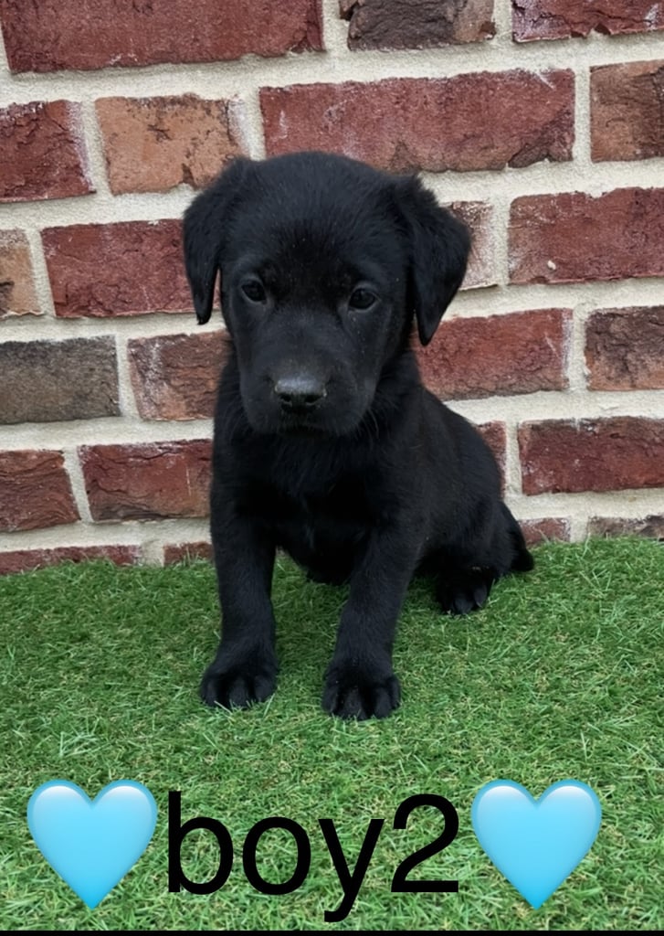 2 remaining Stunning Labrador puppies 