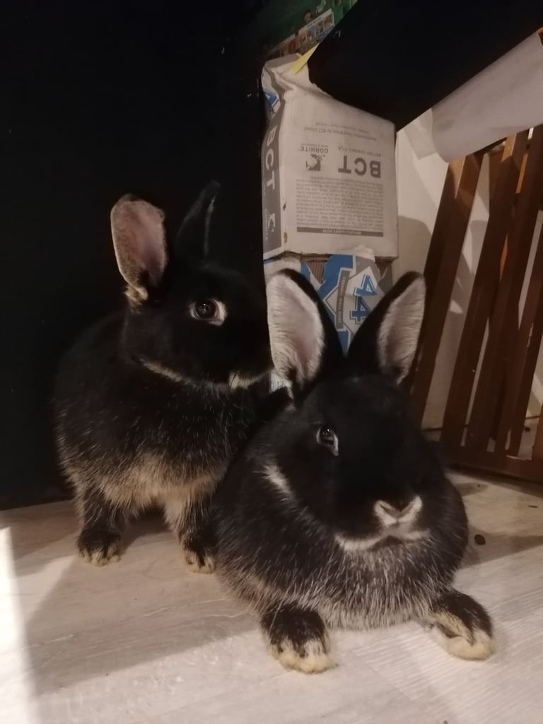 Angora x lionhead x Netherland Dwarf Bunnies for sale, ready now