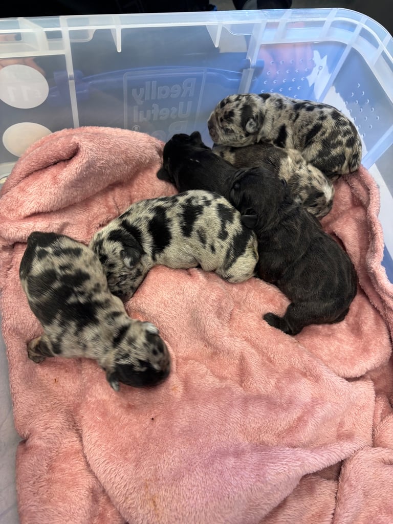 French bulldog puppies 